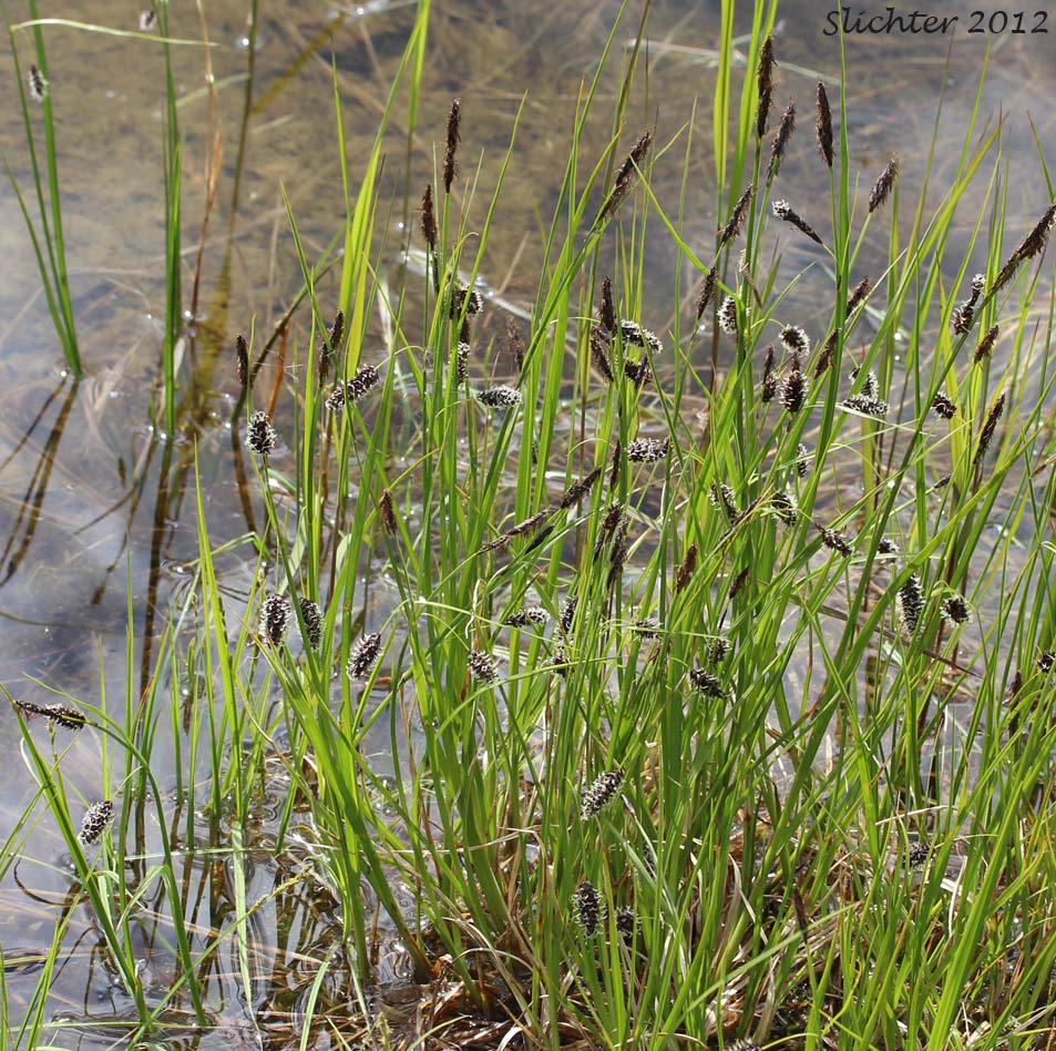 Payson's Sedge: Carex paysonis (Synonym: Carex podocarpa var. paysonis)
