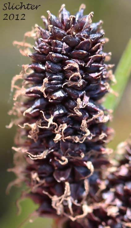 Close-up of a lateral female spike of Payson's Sedge: Carex paysonis (Synonym: Carex podocarpa var. paysonis)