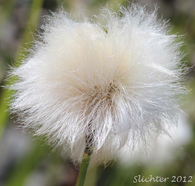 Unidentified Cottongrass #21