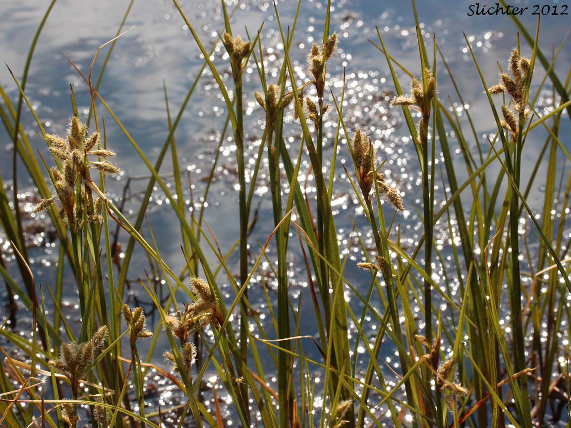 Unidentified Denali Scirpus #30