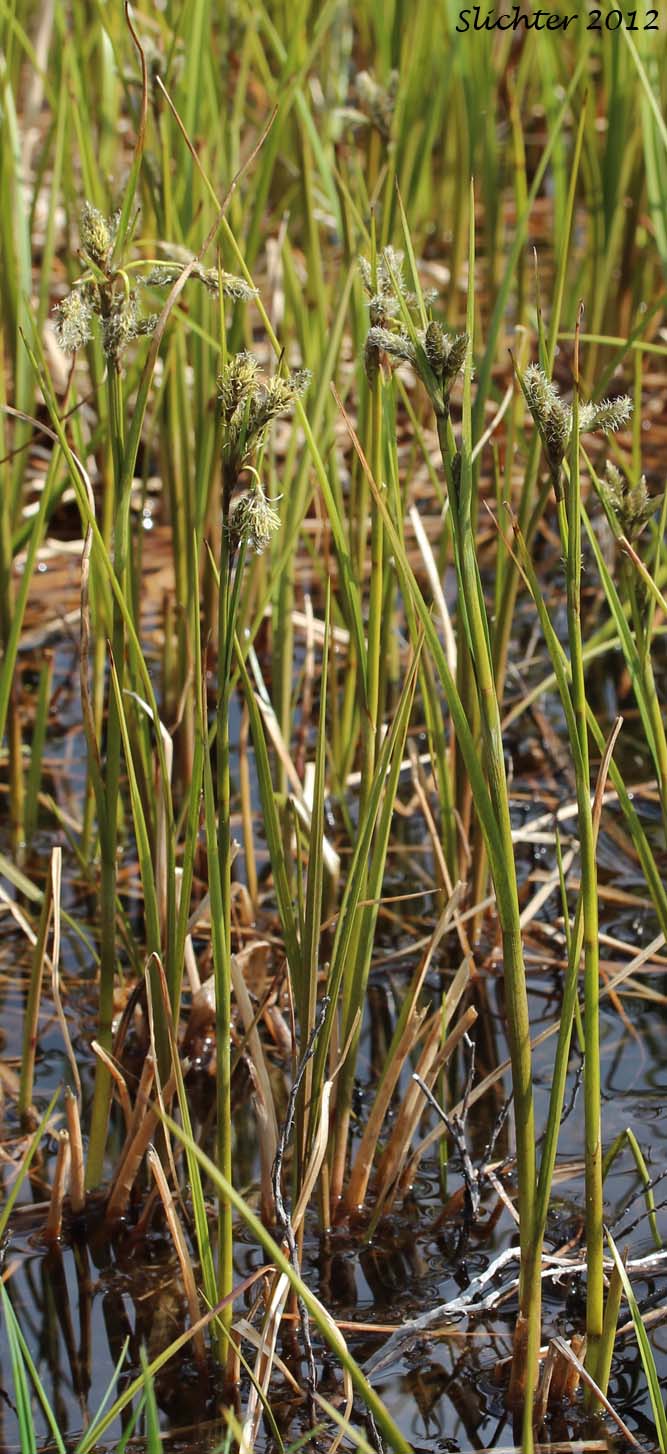 Unidentified Denali Scirpus #30