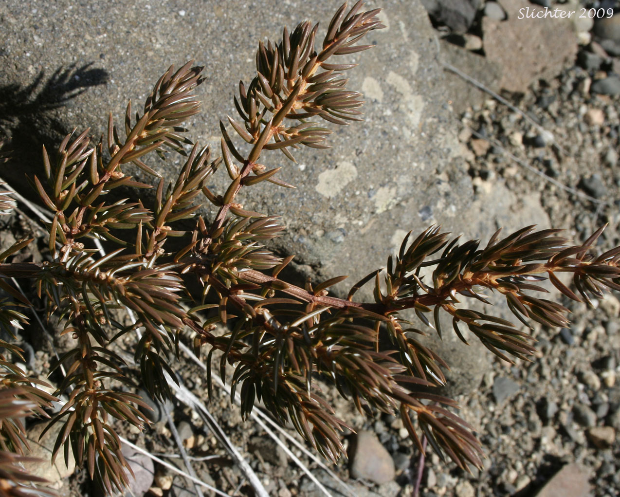 Common Juniper: Juniperus communis