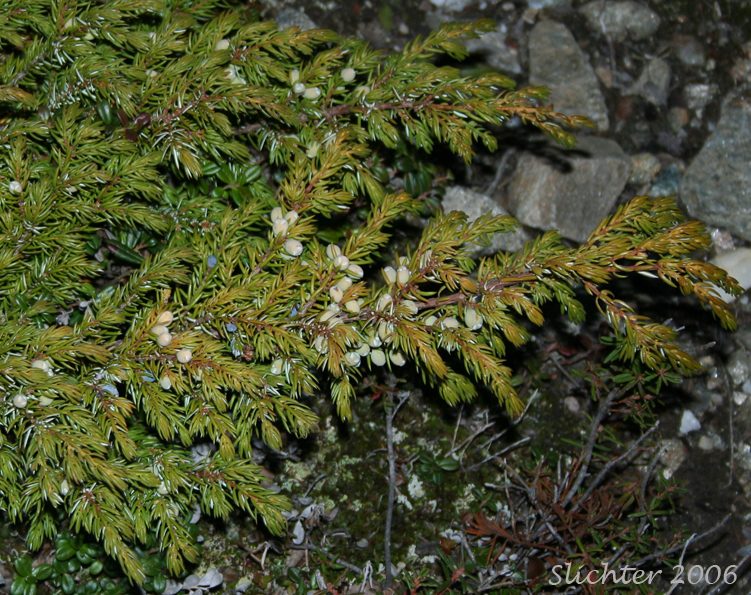 Common Juniper: Juniperus communis