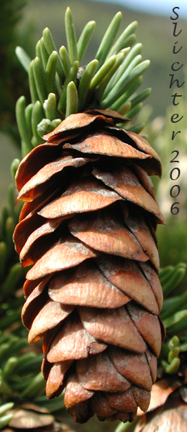 Close-up of a female cone of Western White Spruce, White Spruce: Picea glauca (Synonyms: Abies canadensis, Picea alba, Picea alba var. albertiana, Picea albertiana, Picea canadensis, Picea canadensis var. glauca, Picea glauca var. albertiana, Picea glauca var. densata , Picea glauca var. porsildii, Pinus alba, Pinus glauca)