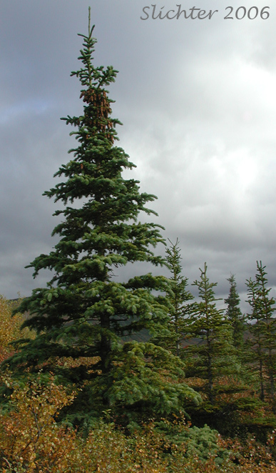 Western White Spruce, White Spruce: Picea glauca (Synonyms: Abies canadensis, Picea alba, Picea alba var. albertiana, Picea albertiana, Picea canadensis, Picea canadensis var. glauca, Picea glauca var. albertiana, Picea glauca var. densata , Picea glauca var. porsildii, Pinus alba, Pinus glauca)