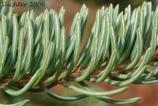 Close-up of he needles of Western White Spruce, White Spruce: Picea glauca (Synonyms: Abies canadensis, Picea alba, Picea alba var. albertiana, Picea albertiana, Picea canadensis, Picea canadensis var. glauca, Picea glauca var. albertiana, Picea glauca var. densata , Picea glauca var. porsildii, Pinus alba, Pinus glauca)