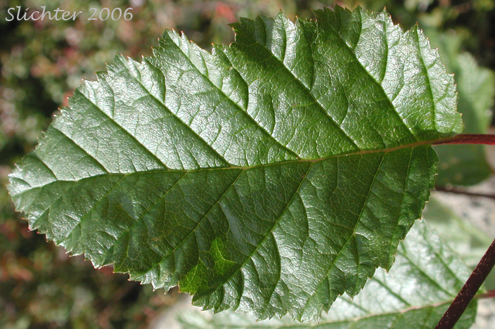 Leaf blade of Mountain Alder: Alnus viridis ssp. crispa (Synonyms: Alnus crispa, Alnus crispa var. elongata, Alnus crispa var. mollis, Alnus x hultenii, Alnus viridis var. crispa)