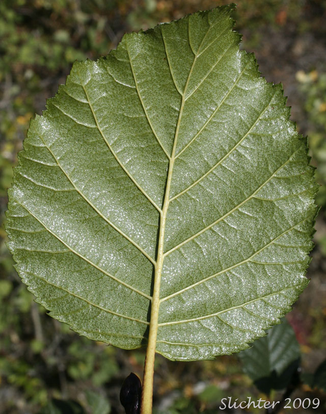 Ventral leaf surface of Mountain Alder: Alnus viridis ssp. crispa (Synonyms: Alnus crispa, Alnus crispa var. elongata, Alnus crispa var. mollis, Alnus x hultenii, Alnus viridis var. crispa)