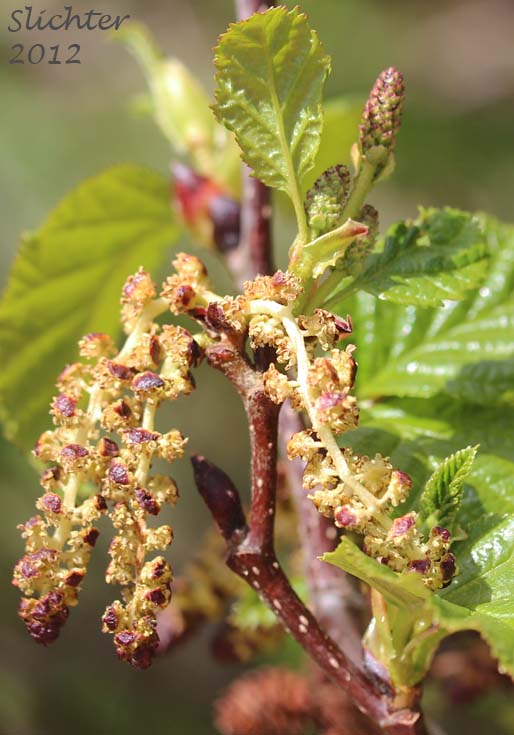 Male catkins of Sitka Alder: Alnus viridis ssp. sinuata (Synonyms: Alnus alnobetula, Alnus crispa ssp. laciniata, Alnus crispa ssp. sinuata, Alnus sinuata, Alnus viridis var. sinuata)
