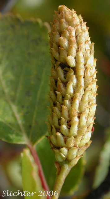 Pollen catkin of Shrub Birch, Resin Birch: Betula glandulosa