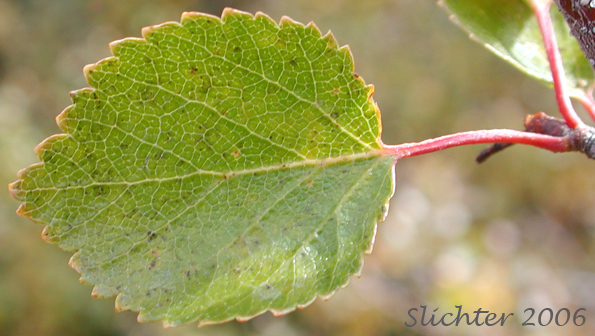 Leaf of Shrub Birch, Resin Birch: Betula glandulosa