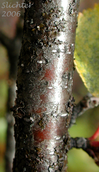 Bark of Shrub Birch, Resin Birch: Betula glandulosa