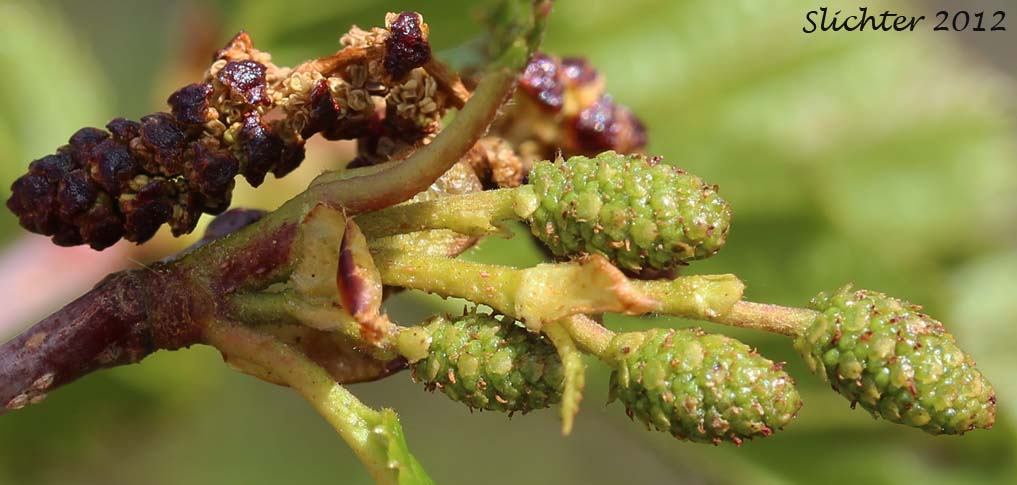 Female cones of Dwarf Birch, Shrub Birch, Resin Birch, Bouleau glanduleux: Betula glandulosa