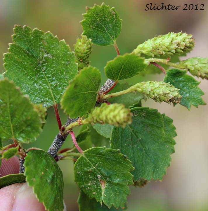 Dwarf Birch, Shrub Birch, Resin Birch, Bouleau glanduleux: Betula glandulosa