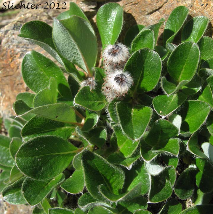 Arctic Willow: Salix arctica (Synonyms: Salix arctica var. antiplasta, Salix arctica var. araioclada, Salix arctica var. brownei, Salix arctica ssp crassijulis, Salix arctica var. kophophylla, Salix arctica var. pallasii, Salix arctica ssp. torulosa, Salix arctica var. tortulosa, Salix crassijulis)