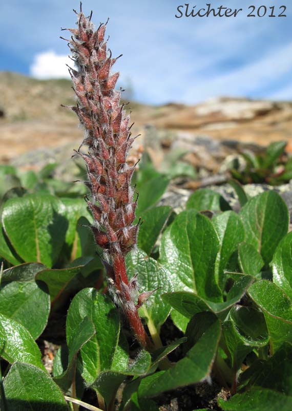 Female plant of Arctic Willow: Salix arctica (Synonyms: Salix arctica var. antiplasta, Salix arctica var. araioclada, Salix arctica var. brownei, Salix arctica ssp crassijulis, Salix arctica var. kophophylla, Salix arctica var. pallasii, Salix arctica ssp. torulosa, Salix arctica var. tortulosa, Salix crassijulis)
