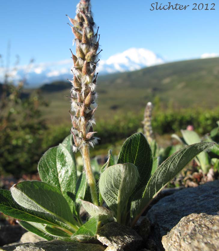 Arctic Willow: Salix arctica (Synonyms: Salix arctica var. antiplasta, Salix arctica var. araioclada, Salix arctica var. brownei, Salix arctica ssp crassijulis, Salix arctica var. kophophylla, Salix arctica var. pallasii, Salix arctica ssp. torulosa, Salix arctica var. tortulosa, Salix crassijulis)