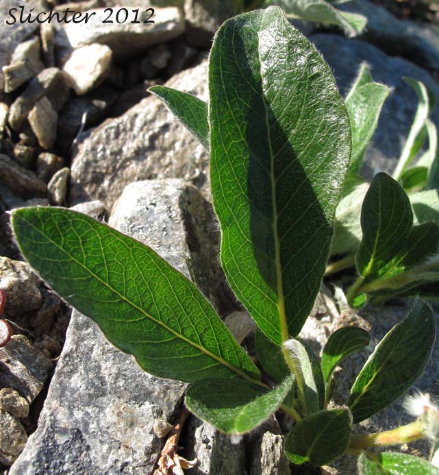 Basal leaves of Arctic Willow: Salix arctica (Synonyms: Salix arctica var. antiplasta, Salix arctica var. araioclada, Salix arctica var. brownei, Salix arctica ssp crassijulis, Salix arctica var. kophophylla, Salix arctica var. pallasii, Salix arctica ssp. torulosa, Salix arctica var. tortulosa, Salix crassijulis)