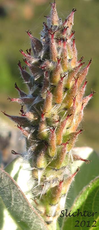 Female catkin of Arctic Willow: Salix arctica (Synonyms: Salix arctica var. antiplasta, Salix arctica var. araioclada, Salix arctica var. brownei, Salix arctica ssp crassijulis, Salix arctica var. kophophylla, Salix arctica var. pallasii, Salix arctica ssp. torulosa, Salix arctica var. tortulosa, Salix crassijulis)