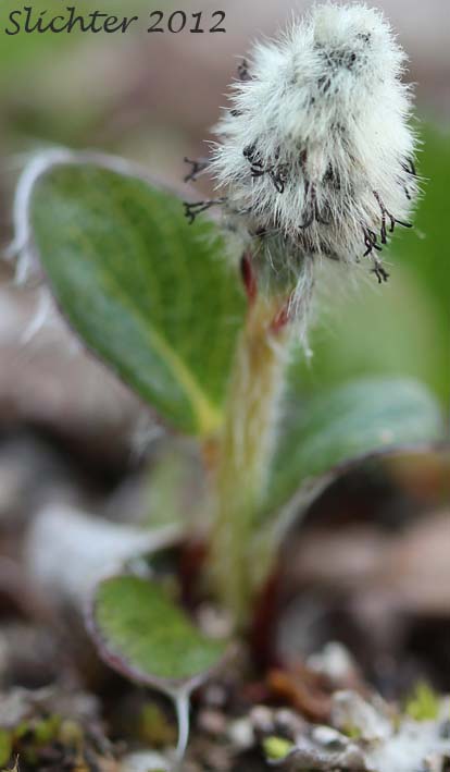 Female catkin of Arctic Willow: Salix arctica (Synonyms: Salix arctica var. antiplasta, Salix arctica var. araioclada, Salix arctica var. brownei, Salix arctica ssp crassijulis, Salix arctica var. kophophylla, Salix arctica var. pallasii, Salix arctica ssp. torulosa, Salix arctica var. tortulosa, Salix crassijulis)