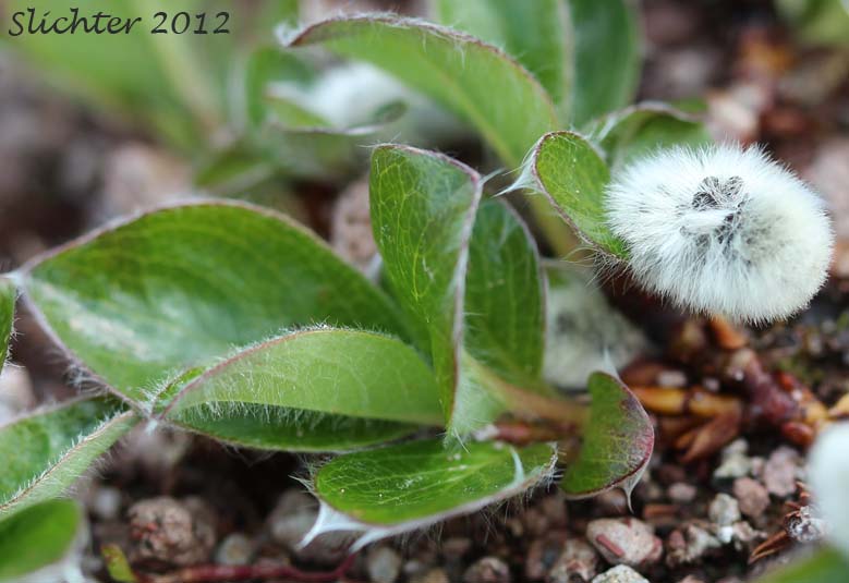 Arctic Willow: Salix arctica (Synonyms: Salix arctica var. antiplasta, Salix arctica var. araioclada, Salix arctica var. brownei, Salix arctica ssp crassijulis, Salix arctica var. kophophylla, Salix arctica var. pallasii, Salix arctica ssp. torulosa, Salix arctica var. tortulosa, Salix crassijulis)