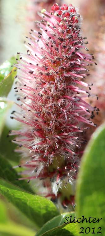 Male catkin of Arctic Willow: Salix arctica (Synonyms: Salix arctica var. antiplasta, Salix arctica var. araioclada, Salix arctica var. brownei, Salix arctica ssp crassijulis, Salix arctica var. kophophylla, Salix arctica var. pallasii, Salix arctica ssp. torulosa, Salix arctica var. tortulosa, Salix crassijulis)