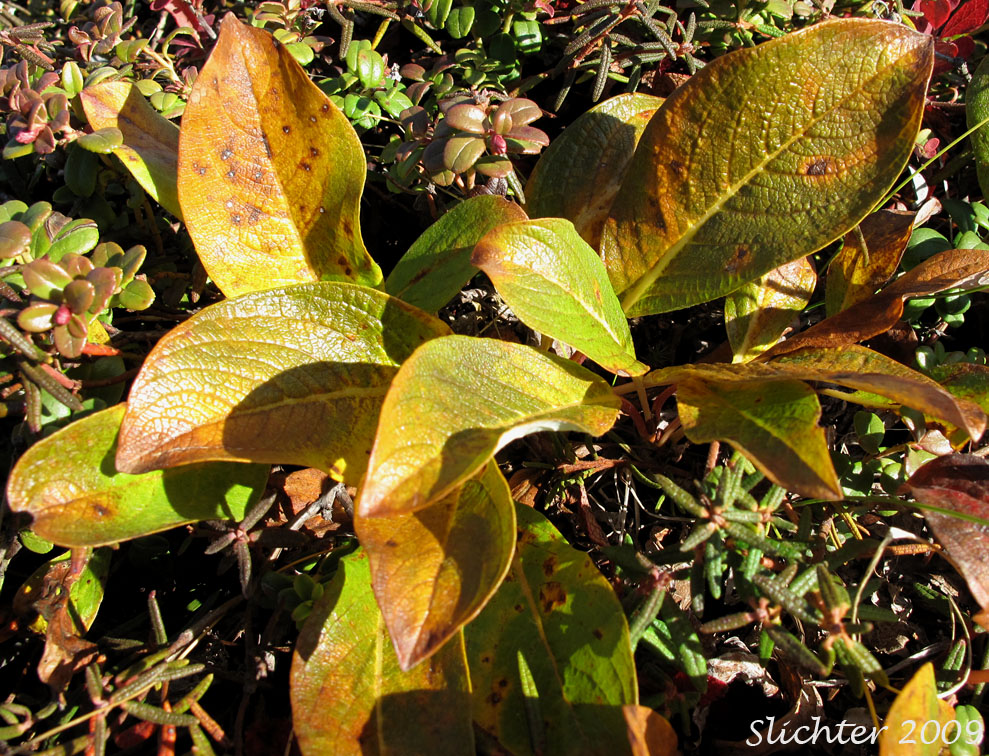 Arctic Willow: Salix arctica ssp. torulosa (Synonyms: Salix arctica var. araioclada, Salix arctica var. kophophylla, Salix arctica var. tortulosa)
