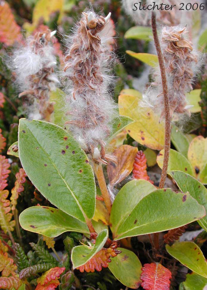 Arctic Willow: Salix arctica ssp. torulosa (Synonyms: Salix arctica var. araioclada, Salix arctica var. kophophylla, Salix arctica var. tortulosa)