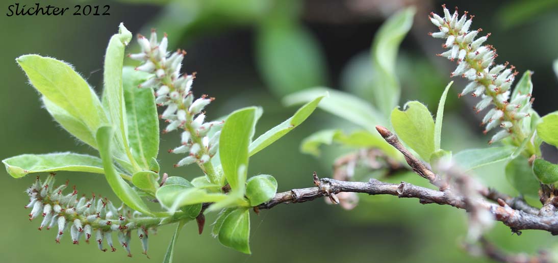 Gray Willow, Gray Leaf Willow: Salix glauca
