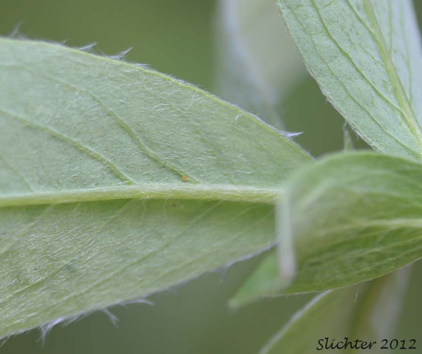 Lower leaf surface of Gray Willow, Gray Leaf Willow: Salix glauca