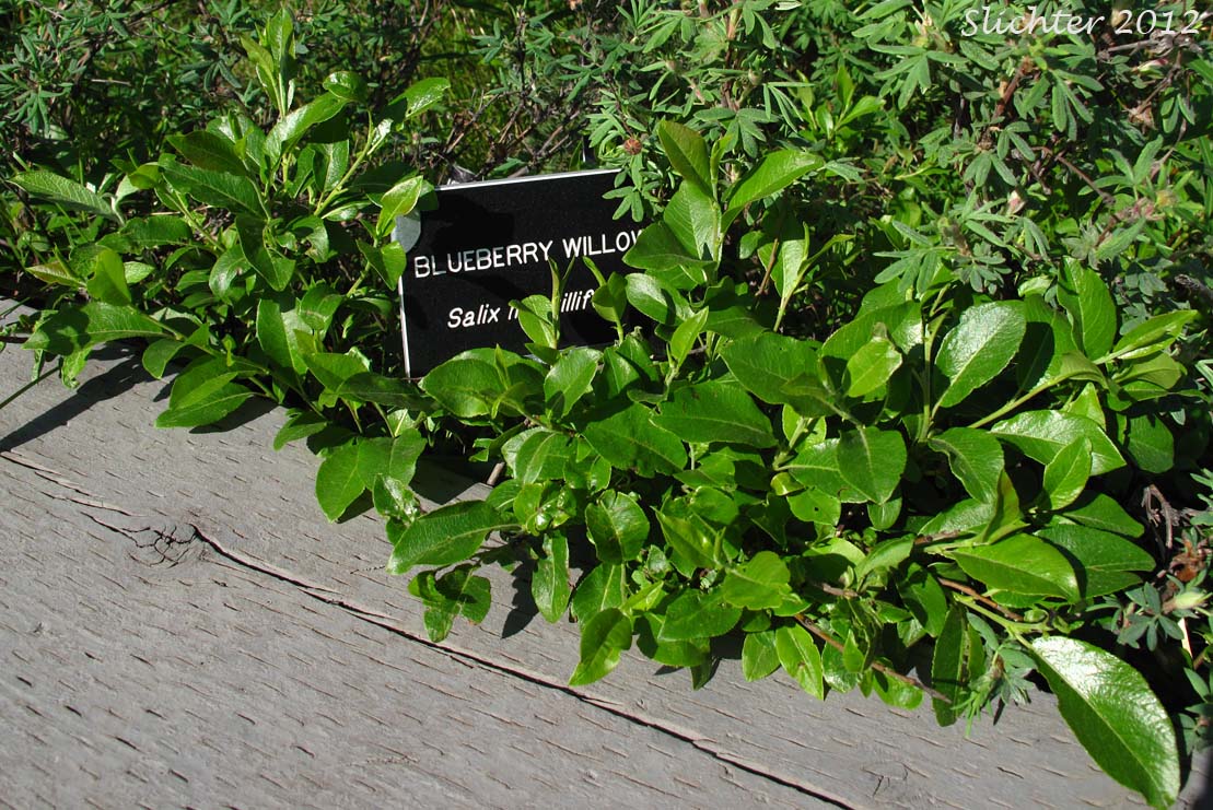 Blueberry Willow, Low Blueberry Willow: Salix myrtillifolia