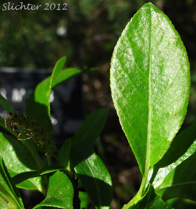 Dorsal leaf surface and male catkin of Blueberry Willow, Low Blueberry Willow: Salix myrtillifolia
