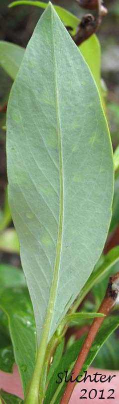 Lower leaf surface of Diamond-leaf Willow, Tealeaf Willow: Salix pulchra (Synonyms: Salix divaricata ssp. pulchra, Salix phylicifolia ssp. pulchra, Salix phylicifolia var. subglauca, Salix planifolia ssp. pulchra, Salix planifolia var. yukonensis, Salix pulchra var. yukonensis)