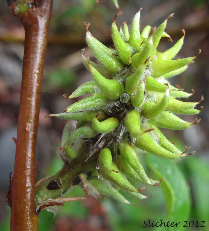 Close-up of a female catkin of Diamond-leaf Willow, Tealeaf Willow: Salix pulchra (Synonyms: Salix divaricata ssp. pulchra, Salix phylicifolia ssp. pulchra, Salix phylicifolia var. subglauca, Salix planifolia ssp. pulchra, Salix planifolia var. yukonensis, Salix pulchra var. yukonensis)