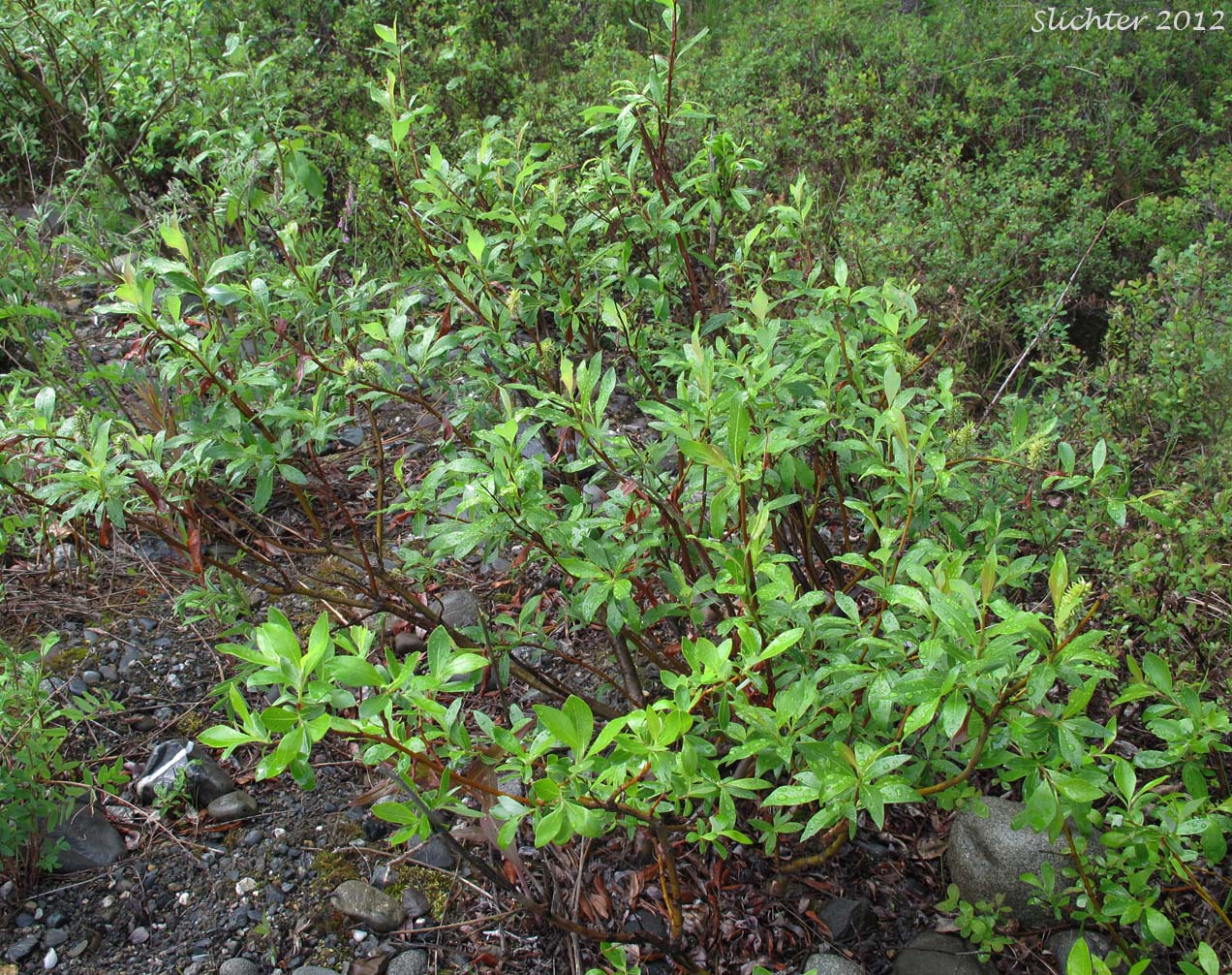 Diamond-leaf Willow, Tealeaf Willow: Salix pulchra (Synonyms: Salix divaricata ssp. pulchra, Salix phylicifolia ssp. pulchra, Salix phylicifolia var. subglauca, Salix planifolia ssp. pulchra, Salix planifolia var. yukonensis, Salix pulchra var. yukonensis)