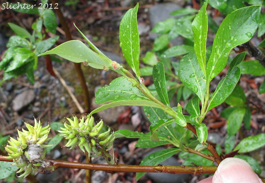 Female catkins and leaves of Diamond-leaf Willow, Tealeaf Willow: Salix pulchra (Synonyms: Salix divaricata ssp. pulchra, Salix phylicifolia ssp. pulchra, Salix phylicifolia var. subglauca, Salix planifolia ssp. pulchra, Salix planifolia var. yukonensis, Salix pulchra var. yukonensis)