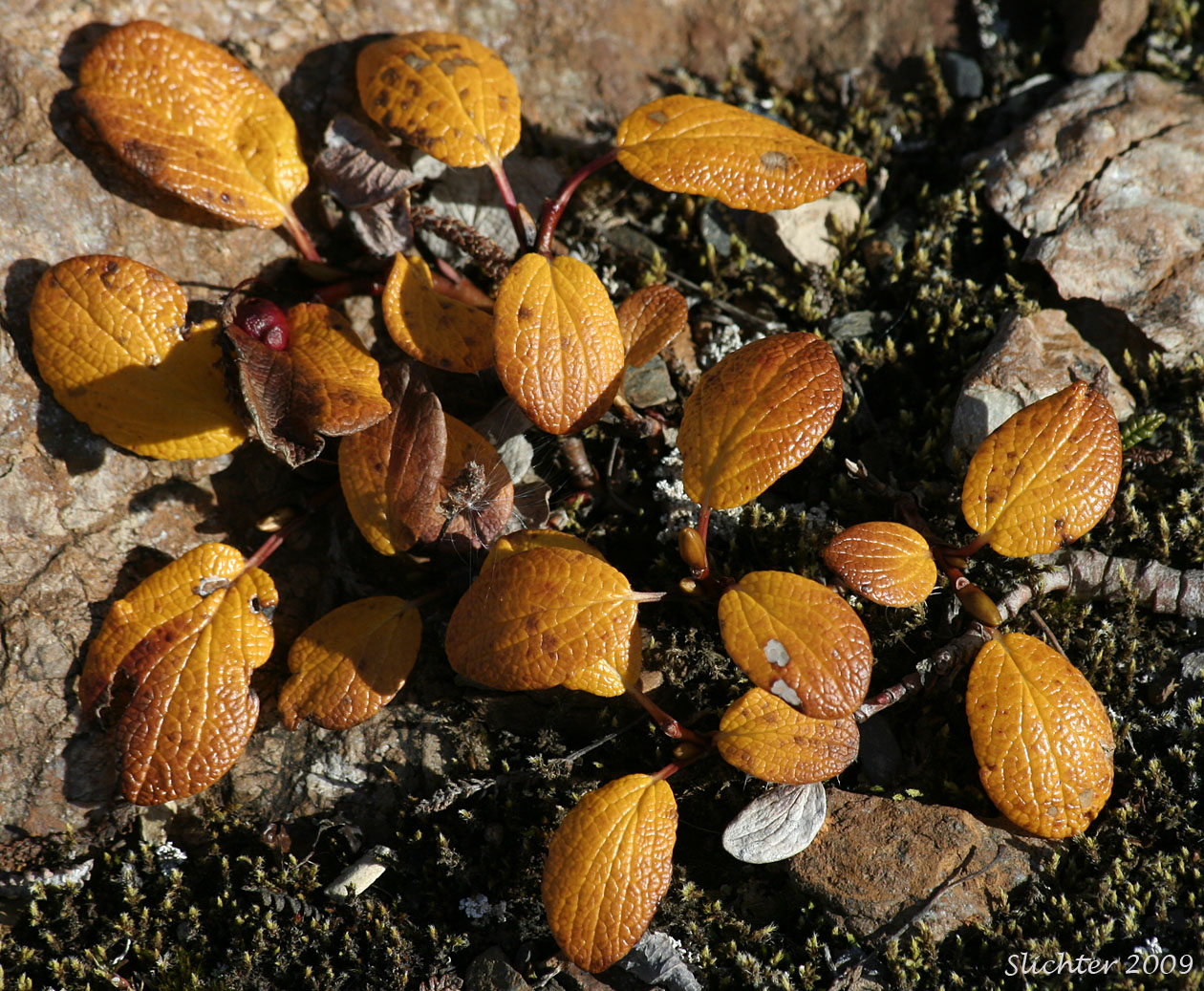 Netted Willow: Salix reticulata ssp. reticulata