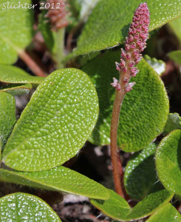 Net-leaf Willow, Netted Willow, Reticulate Willow, Thick-leaf Willow: Salix reticulata (Synonyms: Salix reticulata var. gigantifolia, Salix reticulata ssp. glabellicarpa, Salix reticulata var. semicalva)