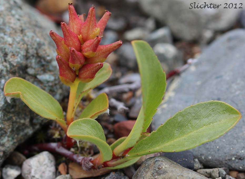 Female plant of Setchell's Willow: Salix setchelliana