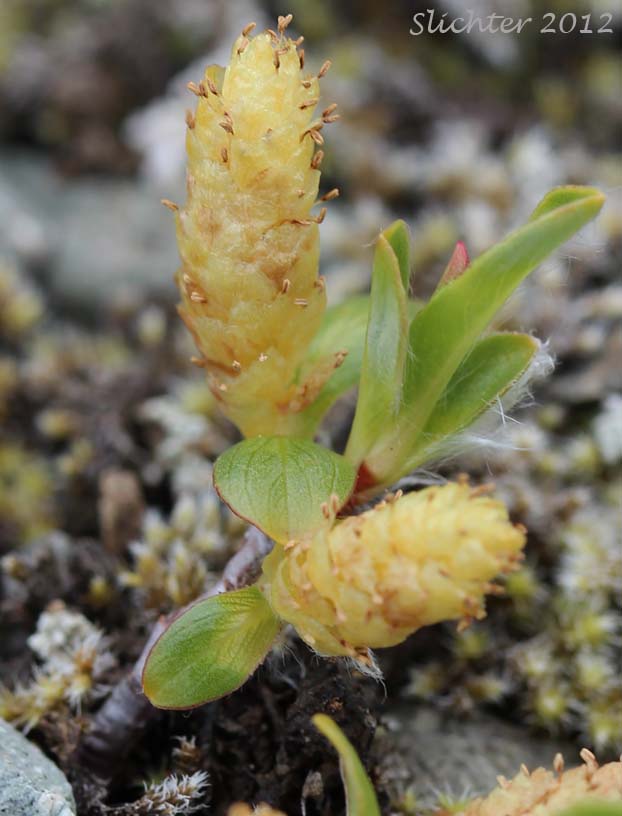 Male plant of Setchell's Willow: Salix setchelliana