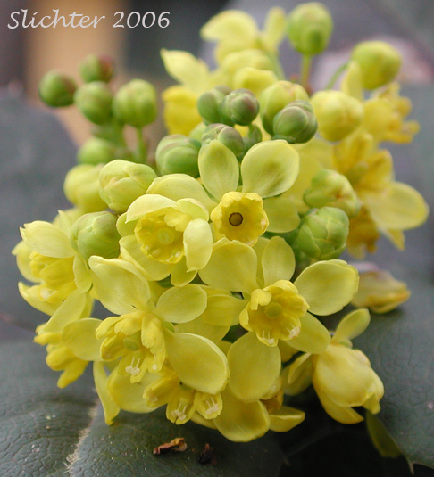 Inflorescence of Creeping Oregon Grape, Low Oregon Grape: Berberis repens (Synonyms: Berberis aquifolium var. repens, Berberis nana, Berberis sonnei, Mahonia repens, Mahonia sonnei, Odostemon repens)