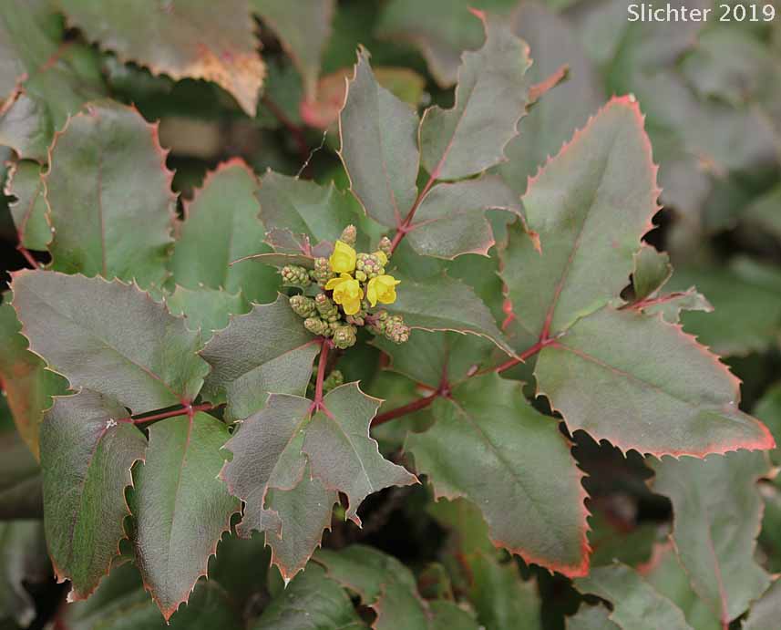 Creeping Oregon Grape, Low Oregon Grape: Berberis repens (Synonyms: Berberis aquifolium var. repens, Berberis nana, Berberis sonnei, Mahonia repens, Mahonia sonnei, Odostemon repens)