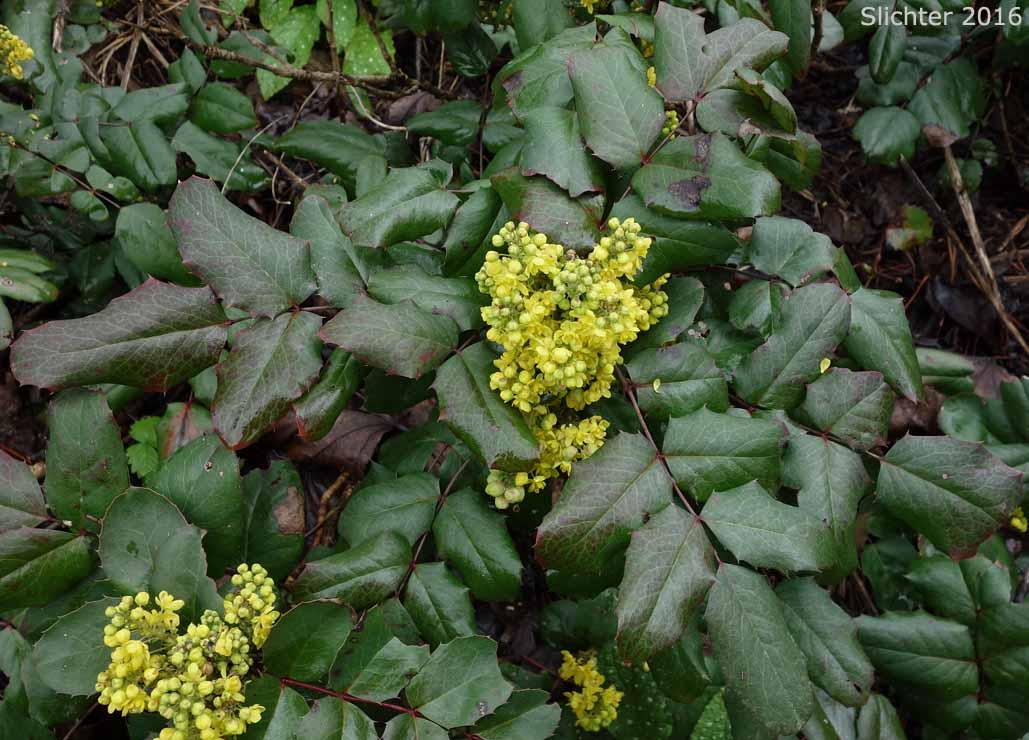 Creeping Oregon Grape, Low Oregon Grape: Berberis repens (Synonyms: Berberis aquifolium var. repens, Berberis nana, Berberis sonnei, Mahonia repens, Mahonia sonnei, Odostemon repens)