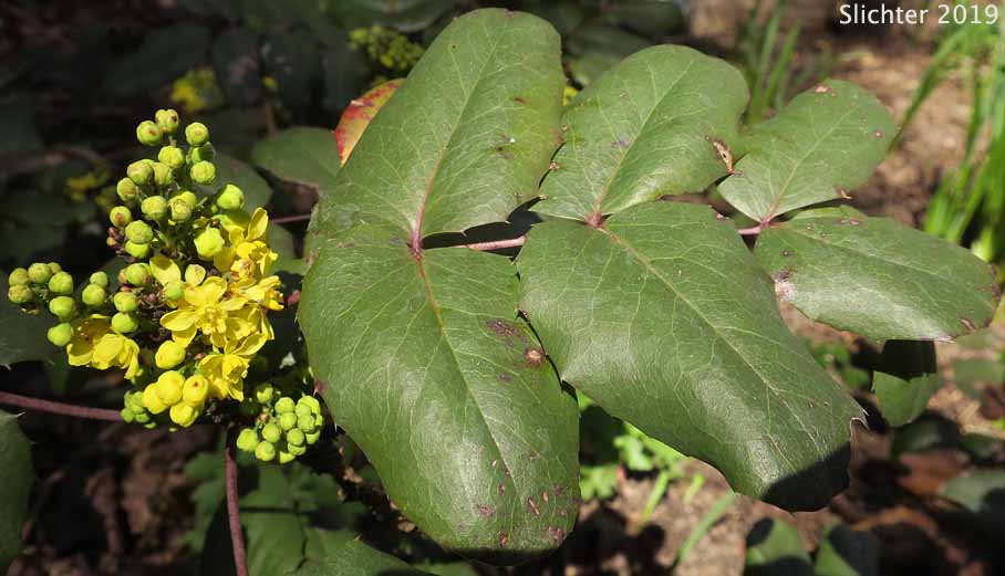 Creeping Oregon Grape, Low Oregon Grape: Berberis repens (Synonyms: Berberis aquifolium var. repens, Berberis nana, Berberis sonnei, Mahonia repens, Mahonia sonnei, Odostemon repens)