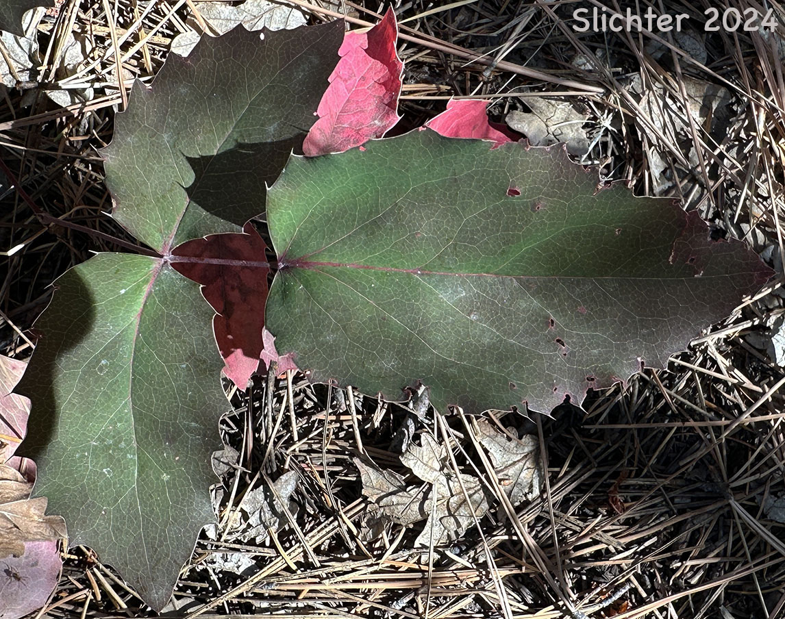 Leaf of Creeping Oregon Grape, Low Oregon Grape: Berberis repens (Synonyms: Berberis aquifolium var. repens, Berberis nana, Berberis sonnei, Mahonia repens, Mahonia sonnei, Odostemon repens)