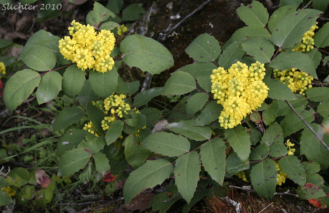 Creeping Oregon Grape, Low Oregon Grape: Berberis repens (Synonyms: Berberis aquifolium var. repens, Berberis nana, Berberis sonnei, Mahonia repens, Mahonia sonnei, Odostemon repens)
