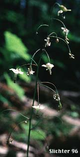 Inflorescence of Inside-out-flower, Northern Vancouveria, White Inside-out Flower: Vancouveria hexandra (Synonyms: Epimedium hexandrum, Vancouveria brevicula, Vancouveria picta) 
