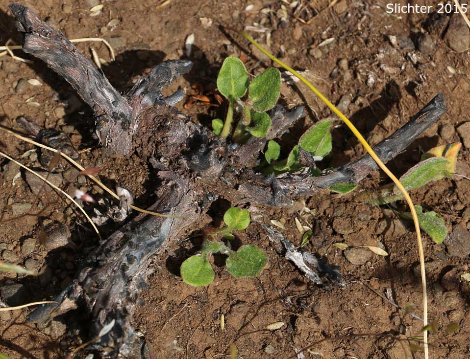 Burnt crown of Arrowleaf Buckwheat, Heart-leaf Buckwheat, Northern Buckwheat: Eriogonum compositum var. compositum (Synonyms: Eriogonum compositum var. citrinum, Eriogonum compositum var. pilicaule, Eriogonum johnstonii, Eriogonum pilicaule)