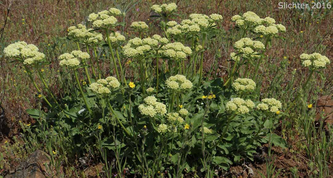 Arrowleaf Buckwheat, Heart-leaf Buckwheat, Northern Buckwheat: Eriogonum compositum var. compositum (Synonyms: Eriogonum compositum var. citrinum, Eriogonum compositum var. pilicaule, Eriogonum johnstonii, Eriogonum pilicaule)