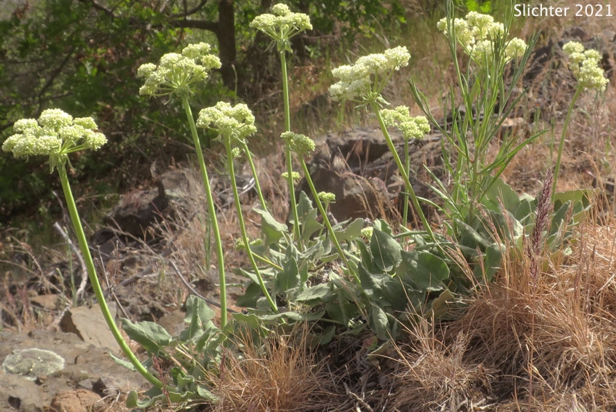 Arrowleaf Buckwheat, Heart-leaf Buckwheat, Northern Buckwheat: Eriogonum compositum var. compositum (Synonyms: Eriogonum compositum var. citrinum, Eriogonum compositum var. pilicaule, Eriogonum johnstonii, Eriogonum pilicaule)